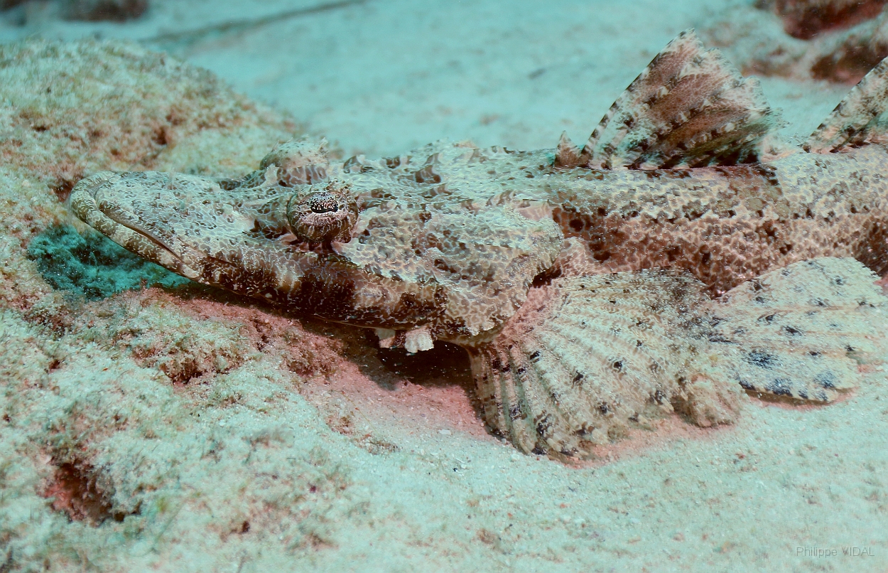 Sipadan_2015_Poisson crocodile de Beaufort_Cymbacephalus beauforti_IMG_2617_rc.jpg